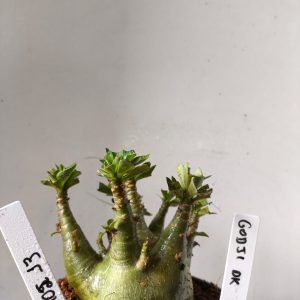 1902 13 Arabicum Godji Dk