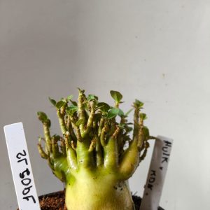 1902 12 Arabicum Hulk x KdK