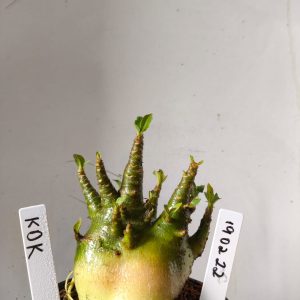 1902 22 Arabicum KdK