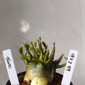 1902 44 Arabicum Tanos