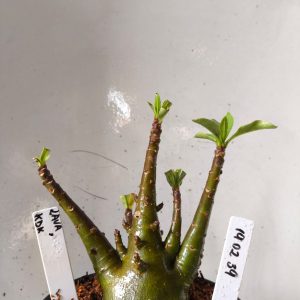 1902 39 Arabicum Lava x KdK