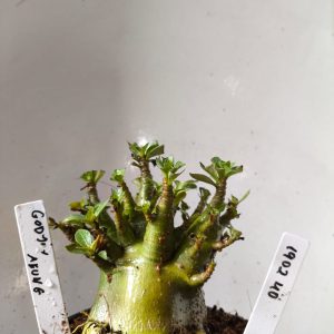 1902 40 Arabicum Godji x Aeung