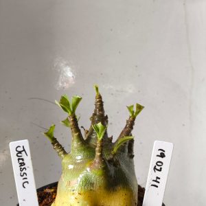 1902 14 Arabicum Jurassic