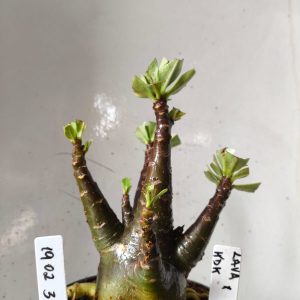 1902 36 Arabicum Lava x Kdk