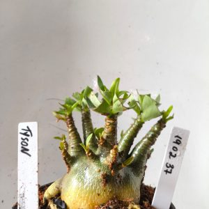 1902 37 Arabicum Tyson