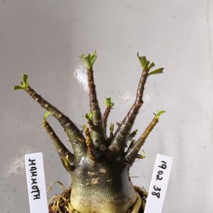 1902 38 Arabicum Mammoth