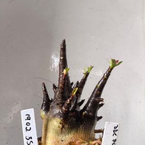 1902 35 Arabicum DDC Pura