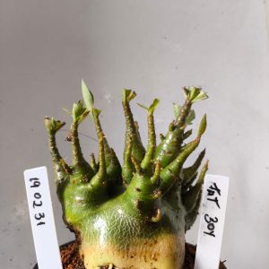 1902 31 Arabicum Fat Boy