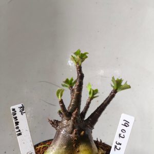 1902 32 Arabicum RBL x Mammoth