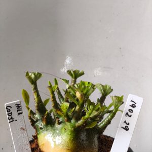 1902 29 Arabicum Hulk x Godji