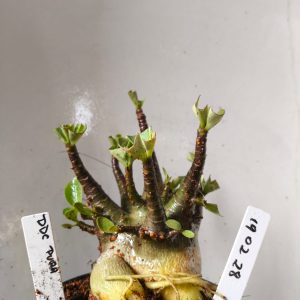 1902 28 Arabicum DDC Pura