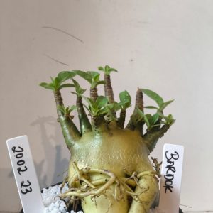 2002 23 Arabicum  RDF Bardok