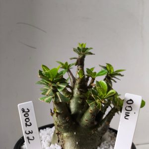 2002 32 Arabicum  RDF Odin