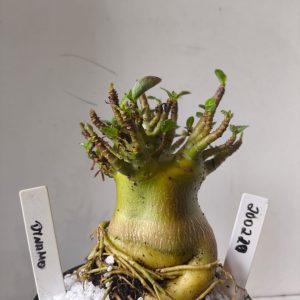 2002 20 Arabicum Dynamo