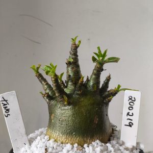 2002 19 Arabicum RDF  Tanos