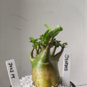 2002 14 Arabicum Dynamo