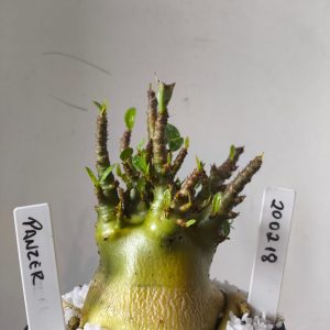 2002 18 Arabicum RDF Panzer