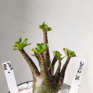 2002 36 Arabicum Lava x Kdk