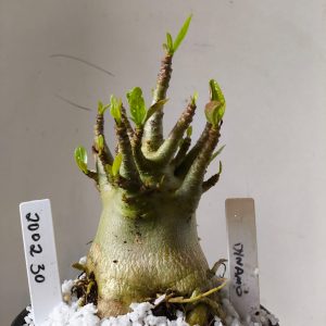 2002 30 Arabicum Dynamo