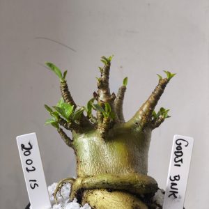 2002 15 Arabicum Godji Bnk