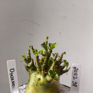 2002 38 Arabicum Dynamo