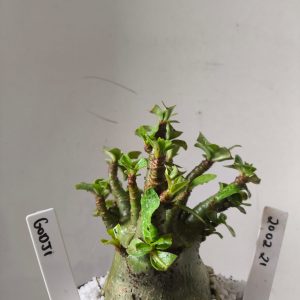 2002 21 Arabicum Godji