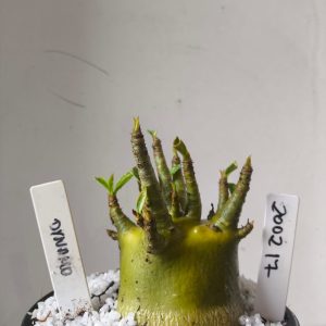 2002 17 Arabicum Dyanmo