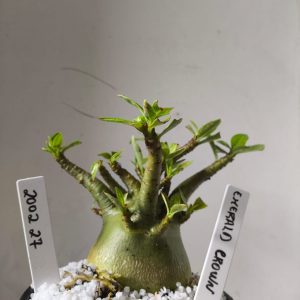 2002 27 Arabicum Emerald Crown