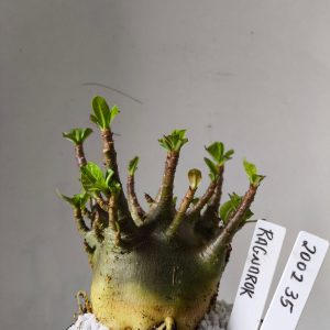 2002 35 Arabicum  RDF Ragnarok