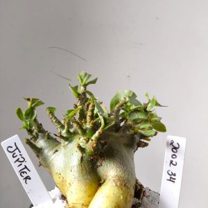 2002 34 Arabicum RDF Júpter