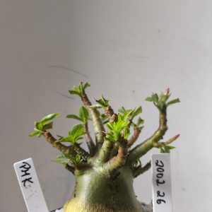 2002 26 Arabicum PMK