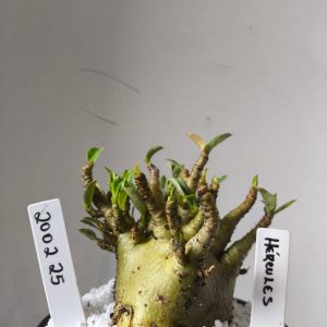 2002 25 Arabicum  RDF Hércules