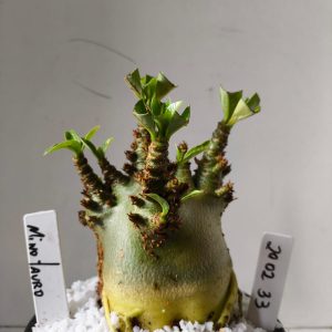 2002 33 Arabicum  RDF Minotauro