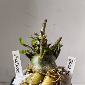 2002 40 Arabicum  RDF Spartacus