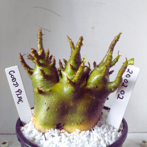 2002 02 Arabicum Godji Pura