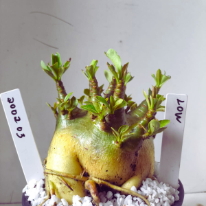 2002 03 Arabicum Low