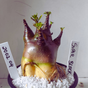 2002 04 Arabicum Super Black