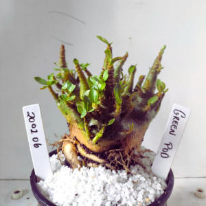 2002 06 Arabicum Green Pod