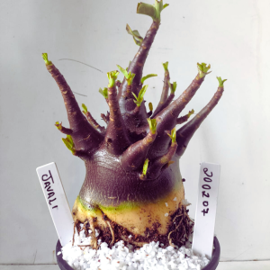 2002 07 Arabicum Javali