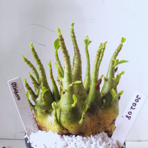 2002 08 Arabicum Dynamo