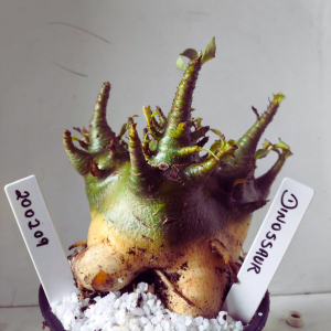 2002 09 Arabicum Dinossaur