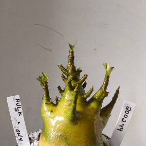 2002 49 Arabicum Hulk x Onyx