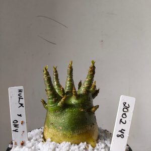 2002 48 Arabicum Hulk x Onyx