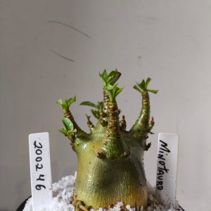 2002 46 Arabicum RDF Minotauro