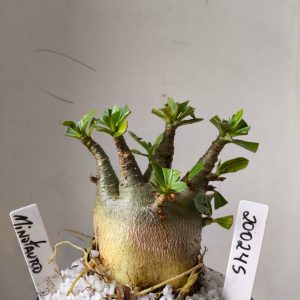 2002 45 Arabicum RDF Minotauro