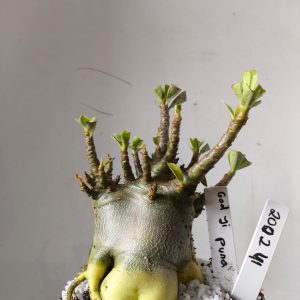 2002 41 Arabicum Godji