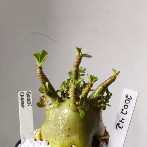 2002 42 Arabicum Godji Champ