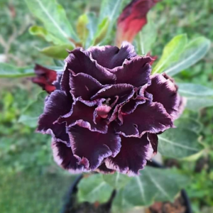 Baby - Rosa Do Deserto Madeira