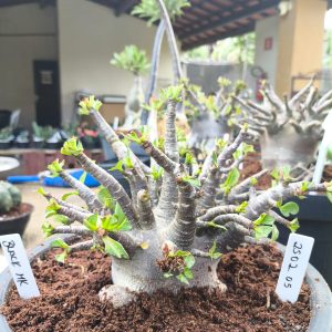 2502 05 Arabicum  Black mk