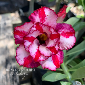 Podadinha - Rosa do Deserto Cristal